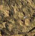 Pegadas de diferentes dinossauros foram identificadas em fazenda do interior paulista  Foto: Divulgação