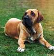 O fila brasileiro possui uma personalidade marcada pela coragem e determinação  Foto: toicadrian | Shutterstock / Portal EdiCase