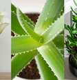 Essas plantas vão trazer sorte para a sua casa - Shutterstock  Foto: Alto Astral