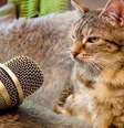 Donos de gata com o ronronado mais alto do mundo contam que precisam aumentar o volume da televisão na presença do bichano  Foto: Reprodução/YouTube/Guinness
