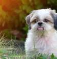 A tosa filhote é uma opção popular para shih tzus de todas as idades  Foto: Michael Mong | Shutterstock / Portal EdiCase