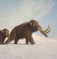 Imagem ilustra mamutes, um dos animais extintos na Terra.   Foto:  Getty Images  / Tecmundo