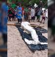 Restos mortais em decomposição de uma criatura marinha foram encontrados em uma praia em Papua Nova Guiné  Foto: live science