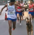 Cachorro invade maratona dos Jogos Pan-Americanos e corre ao lado de brasileiro  Foto: Reprodução/CazéTV
