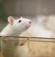 Compreender a comunicação animal vai muito além da curiosidade humana, diz neurocientista  Foto:  GettyImages  / Mega Curioso