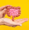 Microbiota intestinal pode atrapalhar ou acelerar perda de peso; veja -  Foto: Shutterstock / Saúde em Dia