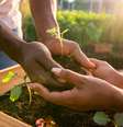Entenda o que é agricultura sustentável e quais são as suas características  Foto: andreswd / iStock