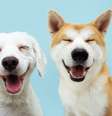 Segundo a Federação Cinológica Internacional, existem mais de 340 raças de cachorros reconhecidas oficialmente no mundo  Foto: smrm1977 | Shutterstock / Portal EdiCase