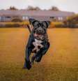 Tamanho fez cane corso ser usado em batalhas de arena. (Fonte: Getty Images)  Foto:  Getty Images/Reprodução  / Mega Curioso