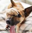 O mau hálito em cães exige atenção dos tutores -  Foto: Shutterstock / Alto Astral