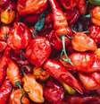 Quem experimenta a pimenta mais ardida do mundo, a Pepper X, relata sofrer com os sintomas por 5 a 6 horas (Imagem: Timothy L Brock/Unsplash)  Foto: Canaltech