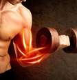 Músculo - Shutterstock  Foto: Sport Life