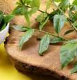 As PANCs são ricas em nutrientes e vitaminas -  Foto: Shutterstock / Alto Astral