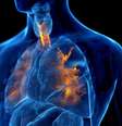 ilustração do aparelho respiratório  Foto: Getty Images / BBC News Brasil