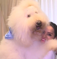 Bredy, um Poodle gigante com quase 30 kg, e sua tutora, Gisele  Foto: Reprodução/TV Globo