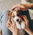 Alguns hábitos do dia a dia podem ajudar a deixar o cachorro mais feliz  Foto: Inna Skaldutska | Shutterstock / Portal EdiCase