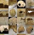 Algumas das feridas cranianas nos restos mortais da Espanha que indicam o conflito milenar do Neolítico Europeu (Imagem: Fernández-Crespo/Scientific Reports)  Foto: Canaltech