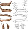 Mandíbula de dinossauro encontrado no Texas sugere que o animal teria entre nove e 27 kg  Foto: Journal of Vertebrate Paleontology 