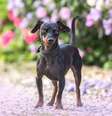 O pinscher é um cão leal, teimoso e enérgico  Foto: Annabell Gsoedl | Shutterstock / Portal EdiCase