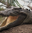 Voo baixo de helicópteros 'excita' 3 mil crocodilos em fazenda na Austrália  Foto: Reprodução//Redes Sociais