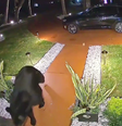 Urso é flagrado 'roubando' comida de delivery deixada na porta de casa nos EUA   Foto: Reprodução/Redes Sociais