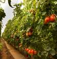 A ação ocorreu em uma fazenda produtora de tomates no município de Aratiba, entre os dias 31 de outubro e 8 de novembro  Foto: Imagem Ilustrativa / Freepik / Porto Alegre 24 horas