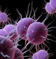 A "Neisseria gonorrhoeae" se espalha por contato sexual para os genitais, reto e garganta  Foto: iStock / Jairo Bouer