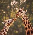 Girafas são os mamíferos mais altos do mundo  Foto: Getty Images / BBC News Brasil