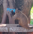 Macaco é flagrado 'bebendo' energético em universidade de Goiânia e foto viraliza    Foto: Reprodução/Redes Sociais 