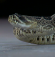 Menino de 9 anos confunde cascavel com bicho de pelúcia nos EUA  Foto: Reprodução/WESH2