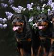 O rottweiler é um animal muito brincalhão e fiel a quem ama  Foto: otsphoto | Shutterstock / Portal EdiCase