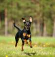 O pinscher é um animal que aprende muito com a exploração de novos ambientes   Foto: Dora Zett | ShutterStock / Portal EdiCase