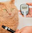 Pets também podem ter diabetes - Shutterstock  Foto: Alto Astral