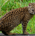 (Fonte: Wikimedia Commons)  Foto:  Wikimedia Commons  / Mega Curioso
