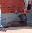 Capivara é ajudada por moradores de Campo Grande em meio ao calor  Foto: Reprodução/Redes Sociais