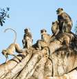 Família de macacos langur, comuns na Índia  Foto: James Warwick/Getty Images