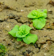 Pesquisadores germinam sementes centenárias em universidade dos Estados Unidos  Foto: Divulgação/Derrick Turner/Michigan State University
