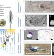 Ao estudar o fóssil e reconstruir o pleurocistídeo de quase meio bilhão de anos, os cientistas conseguem descobrir mais sobre como a movimentação evoluiu junto com as espécies (Imagem: Destnik et al./Engineering)  Foto: Canaltech