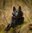 Os schipperkes são cães extremamente inteligentes  Foto: dodafoto | ShutterStock / Portal EdiCase