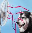 Veja como o calor afeta os pets e como ajudá-los - Shutterstock  Foto: Alto Astral