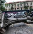 Temporal derruba árvores em São Paulo  Foto: Taba Benedicto/Estadão / Estadão