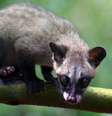 Café Kopi Luwak é feito a partir de grãos extraídos das fezes da civeta  Foto: iStock