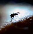 Palavra mosquito pode ter derivado do irritante barulho das asas do inseto. (Fonte: Getty Images / Reprodução)  Foto:  GettyImages  / Mega Curioso
