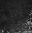 Onça rara é fotografada em reserva ambiental em Minas Gerais  Foto: Reprodução/Usina Coruripe