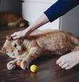 Pequenas adaptações em casa facilita a circulação dos gatos cegos  Foto: Taya Ovod | Shutterstock / Portal EdiCase