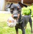 Apesar de pequenos, os pinschers são cães ativos e precisam de exercícios diários  Foto: Annabell Gsoedl | Shutterstock / Portal EdiCase