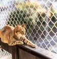 Os gatos são animais altamente adaptáveis ao ambiente em que vivem  Foto: cabuscaa | Shutterstock / Portal EdiCase