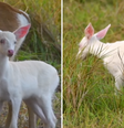 Os animais ficaram perto do grupo o suficiente para serem filmados  Foto: Reprodução/ Instagram