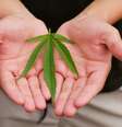 Câncer de próstata: cannabis pode complementar tratamento da doença -  Foto: Shutterstock / Saúde em Dia