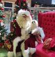 Papai Noel atua há 23 anos em shopping de Santos, no litoral de São Paulo  Foto: Vanessa Ortiz